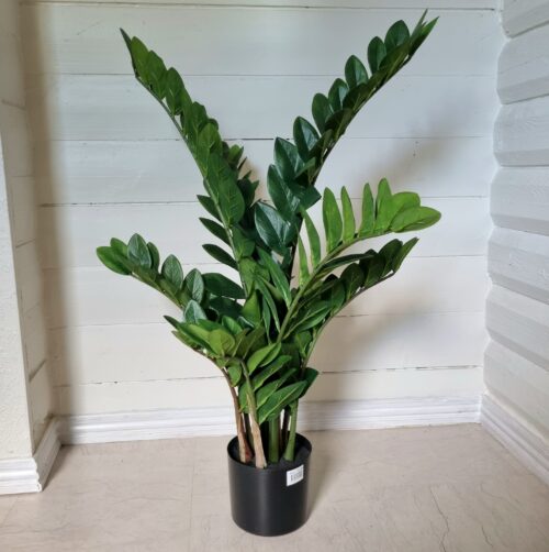 Zamifolia