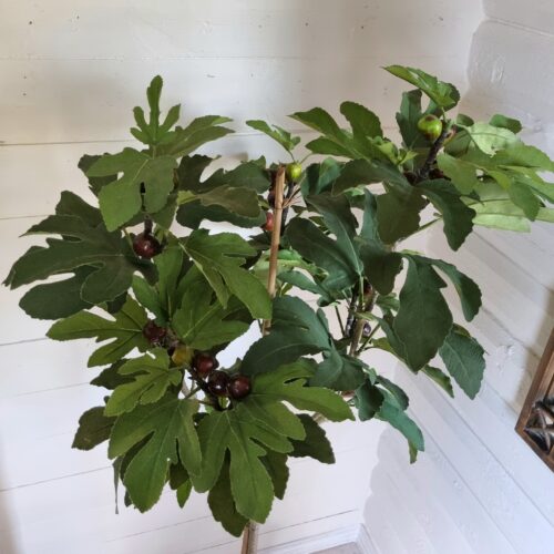 Stort flot Figentræ med lækre frugter