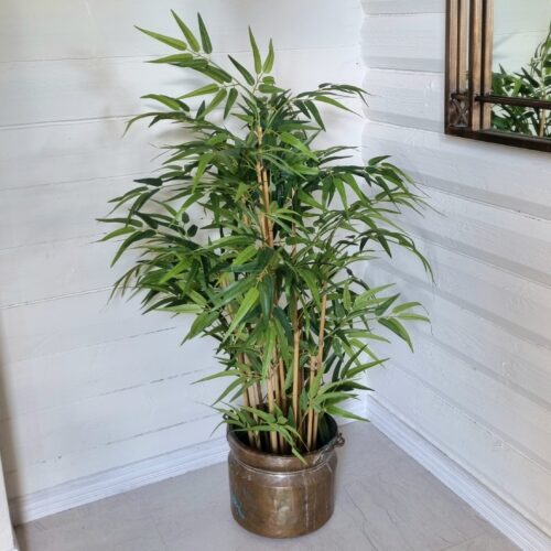 Bambus – stor fyldig plante i potte