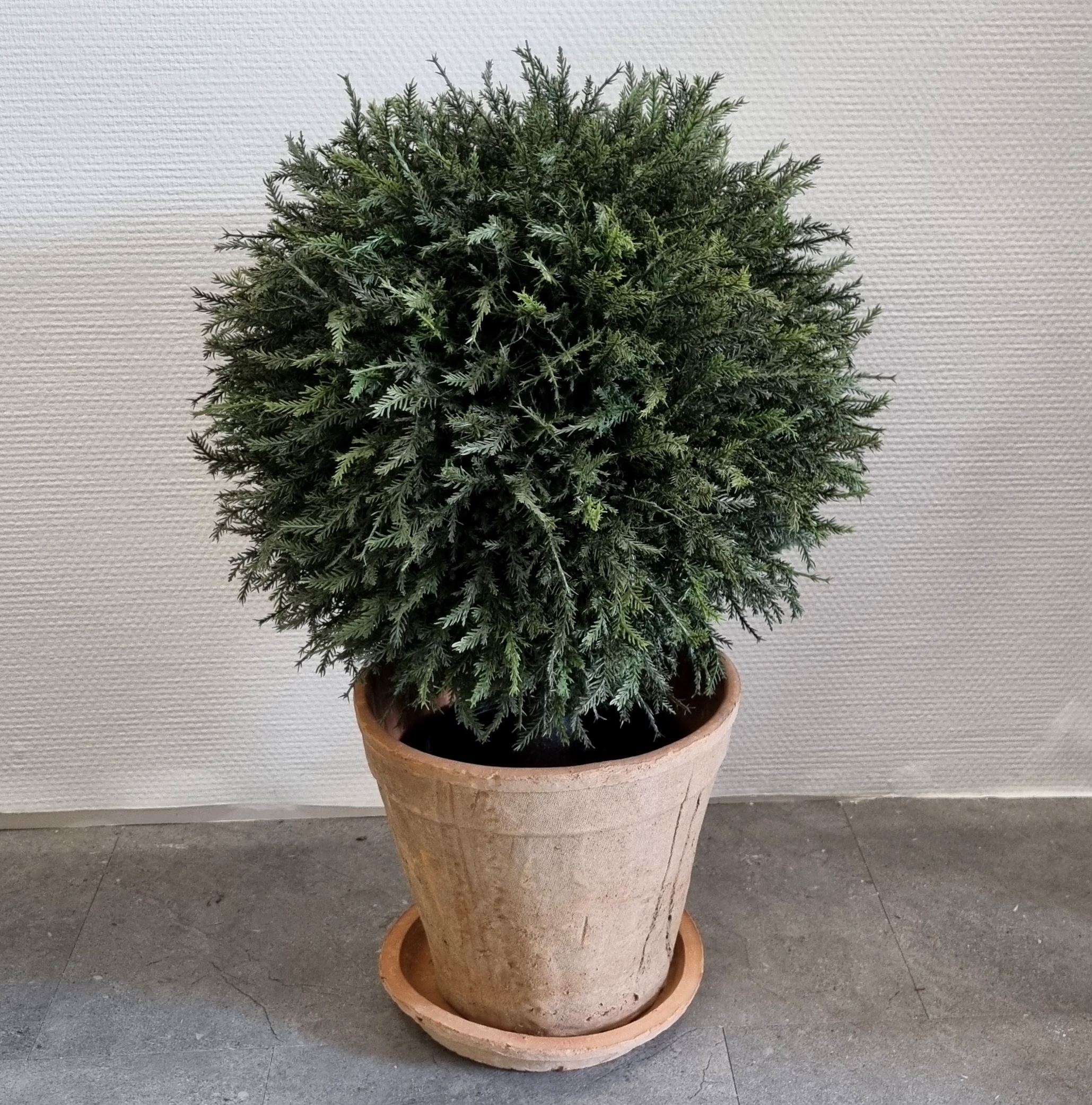 Enebær krone i potte 40ø