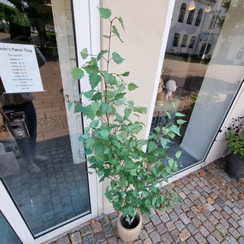 Birketræ 180 cm med flot fyldig krone og fin hvid stamme