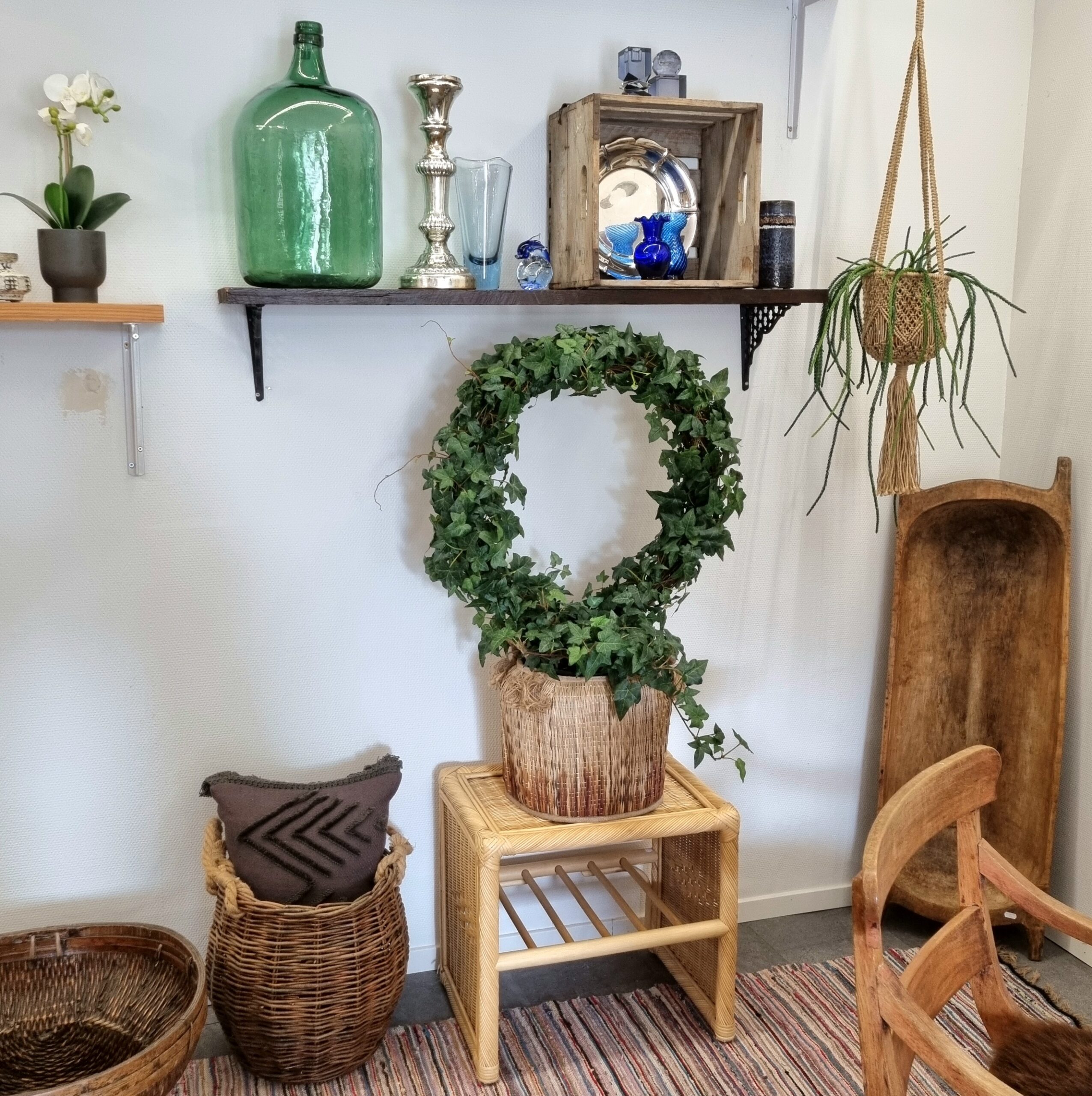 Kæmpestor Efeu / Hedera på bøjle 85 cm