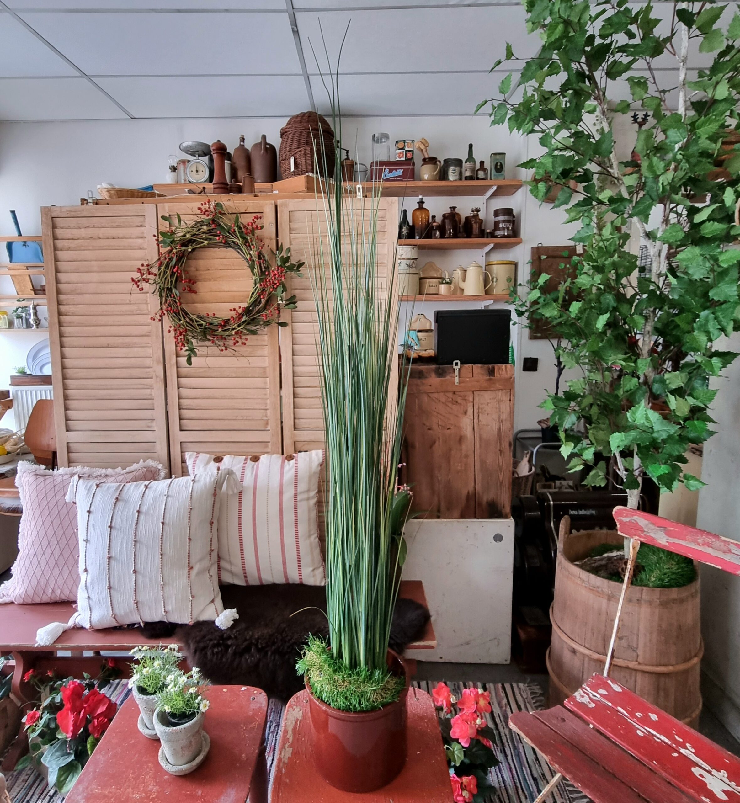Græs plante i potte - flot 130 cm høj