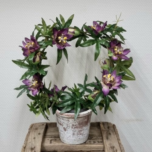 Passionsblomst lilla/hvid på bøjle – Passiflora