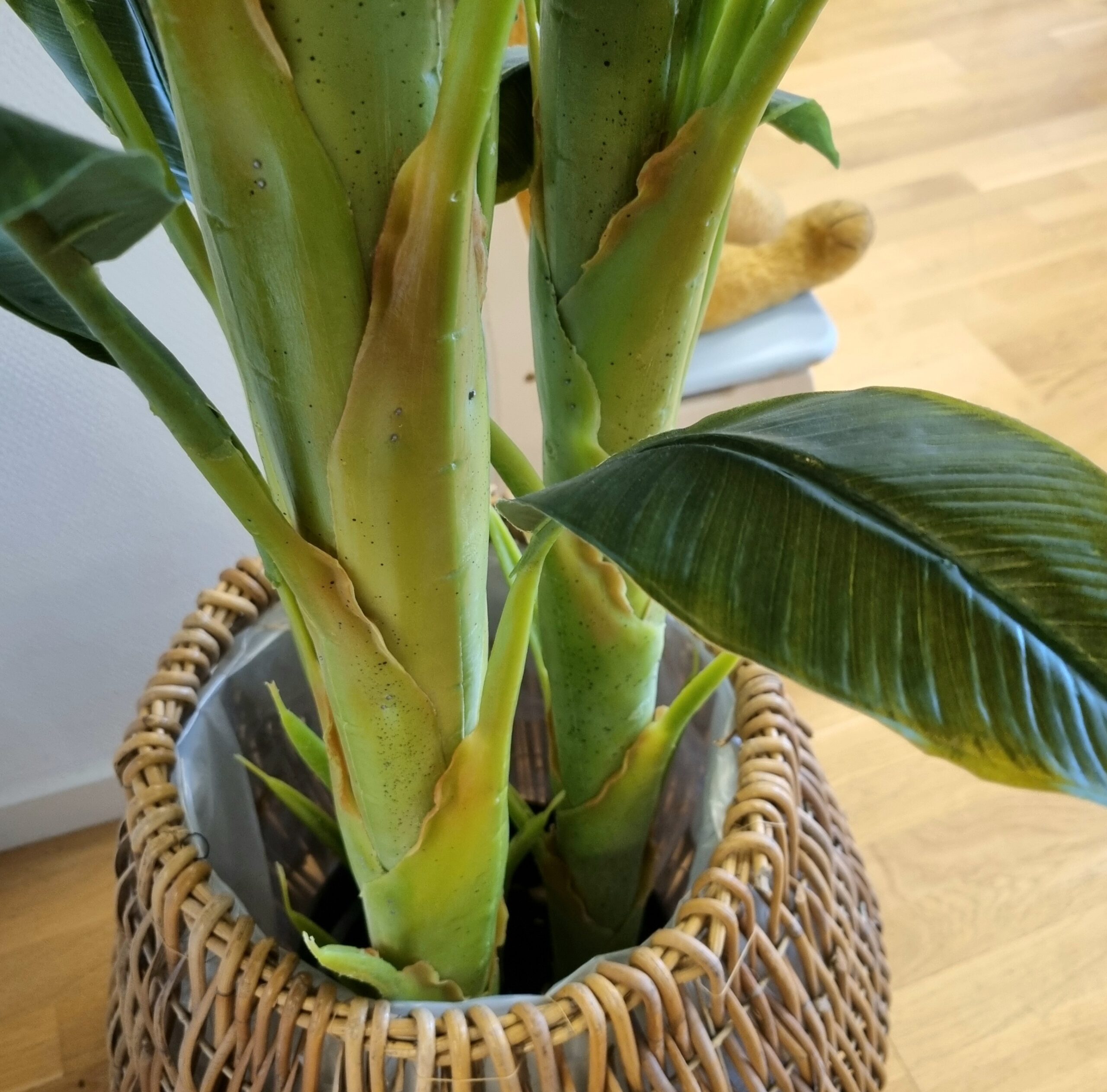 Kæmpe Bananpalme