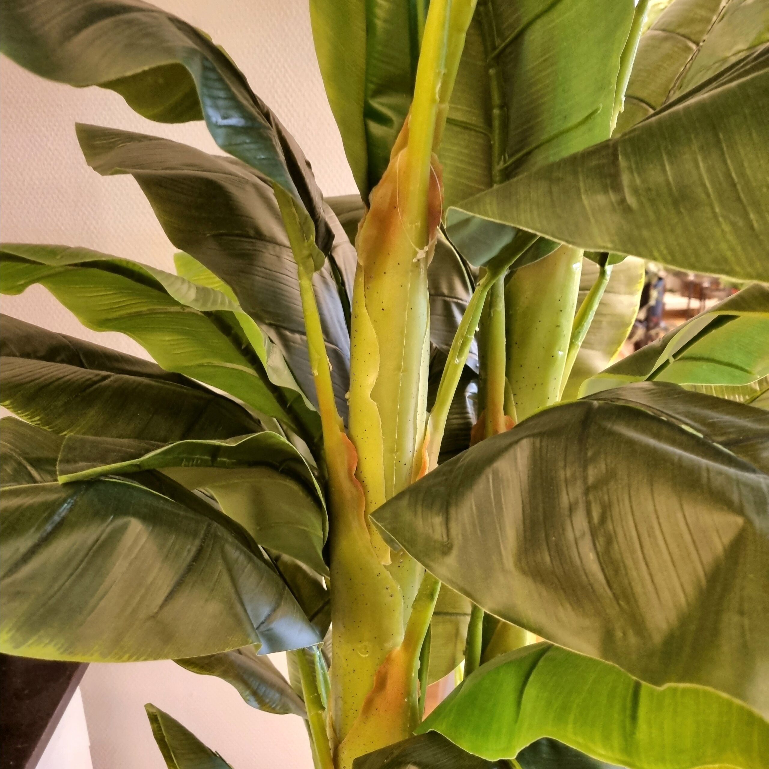 Kæmpe Bananpalme