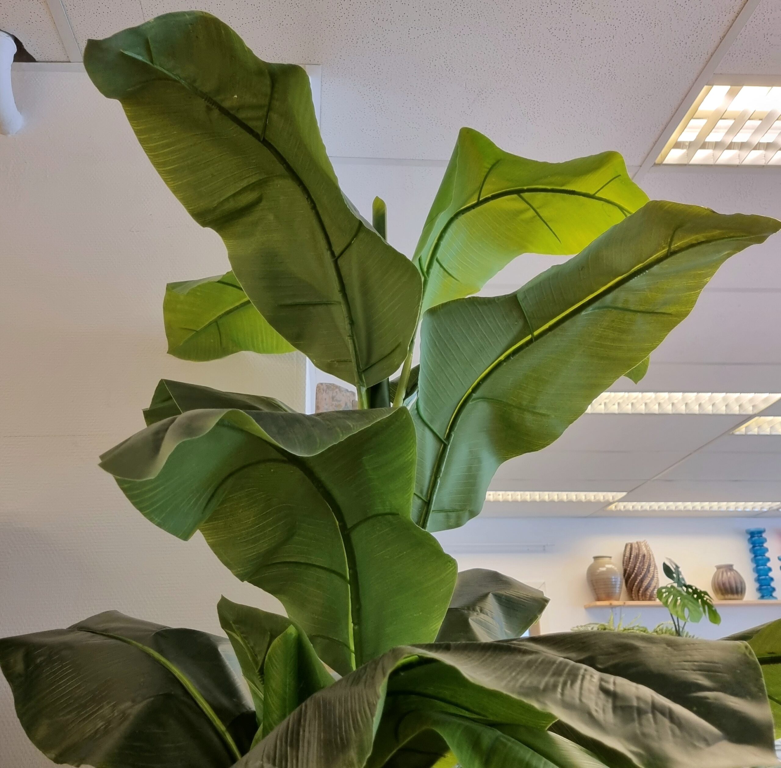 Kæmpe Bananpalme