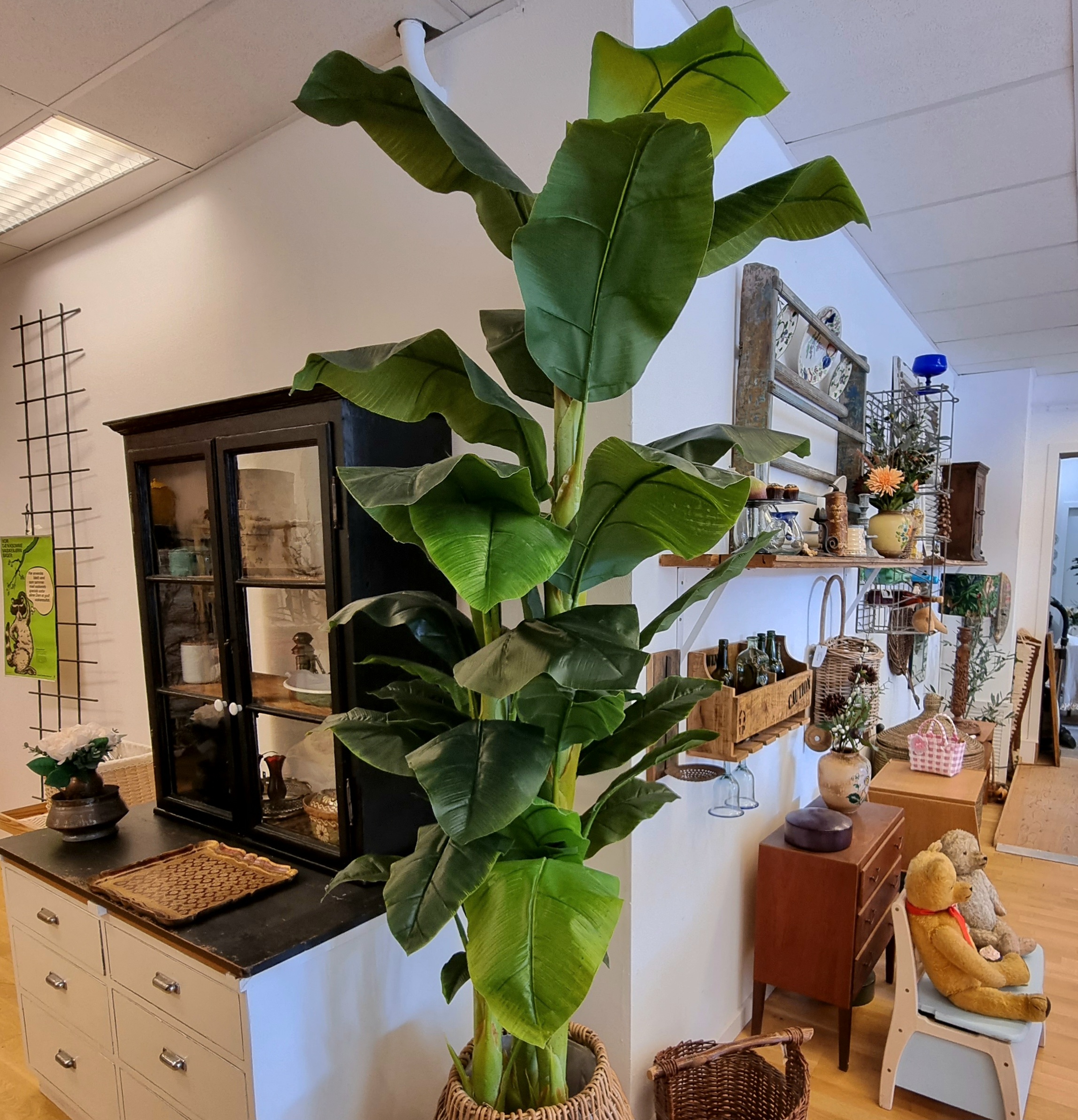Kæmpe Bananpalme