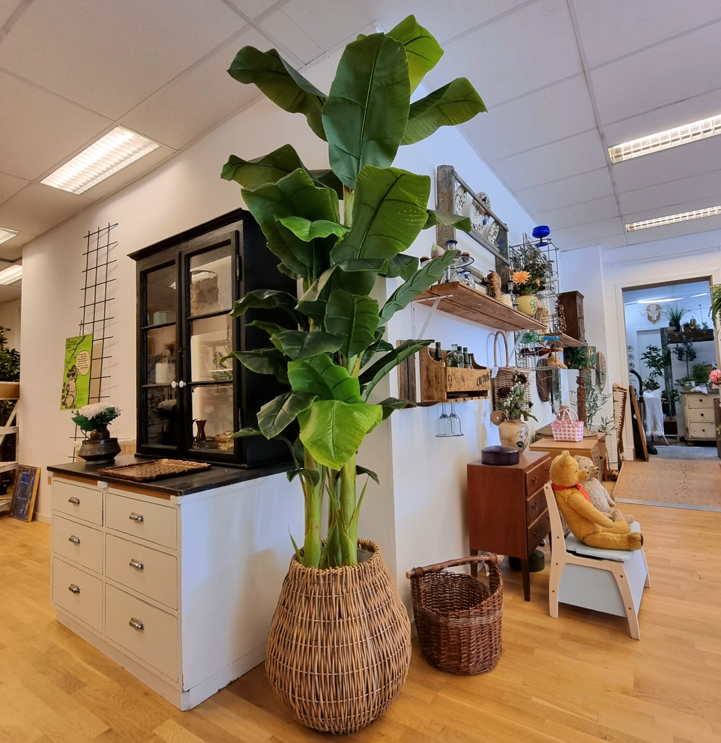 Kæmpe Bananpalme i potte