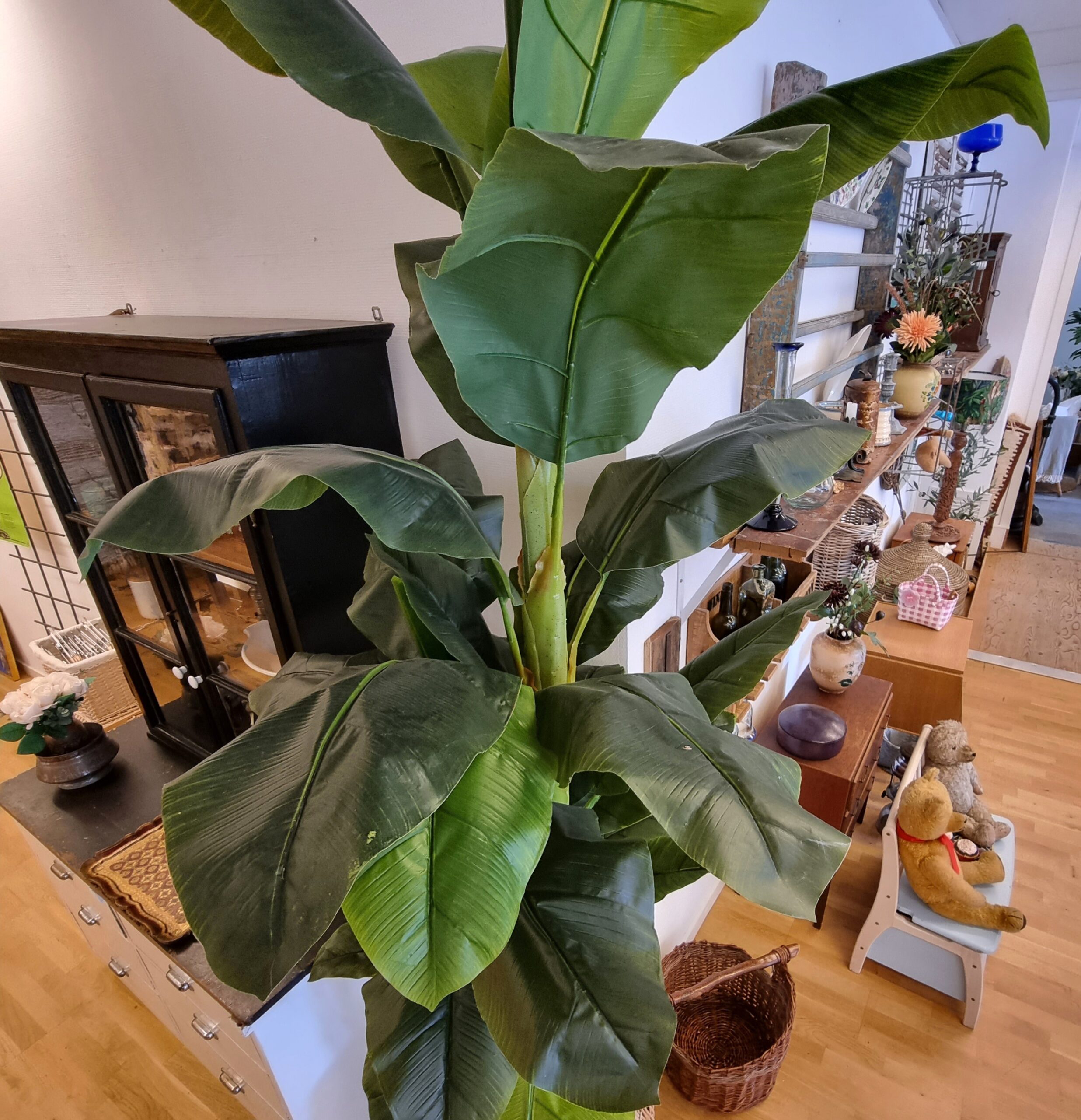 Kæmpe Banan palme