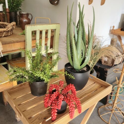 Krydderurt i potte – Rosmarin fyldig og dekorativ