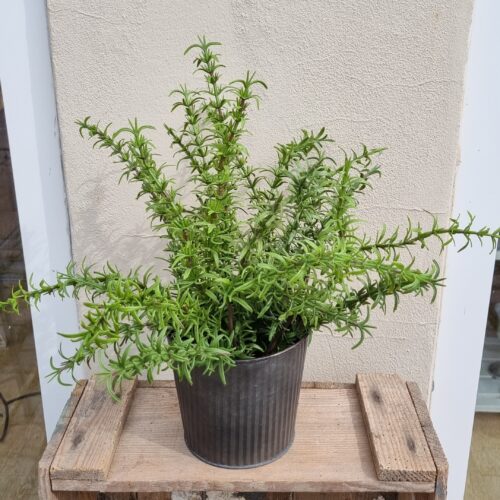Krydderurt i potte – Rosmarin fyldig og dekorativ