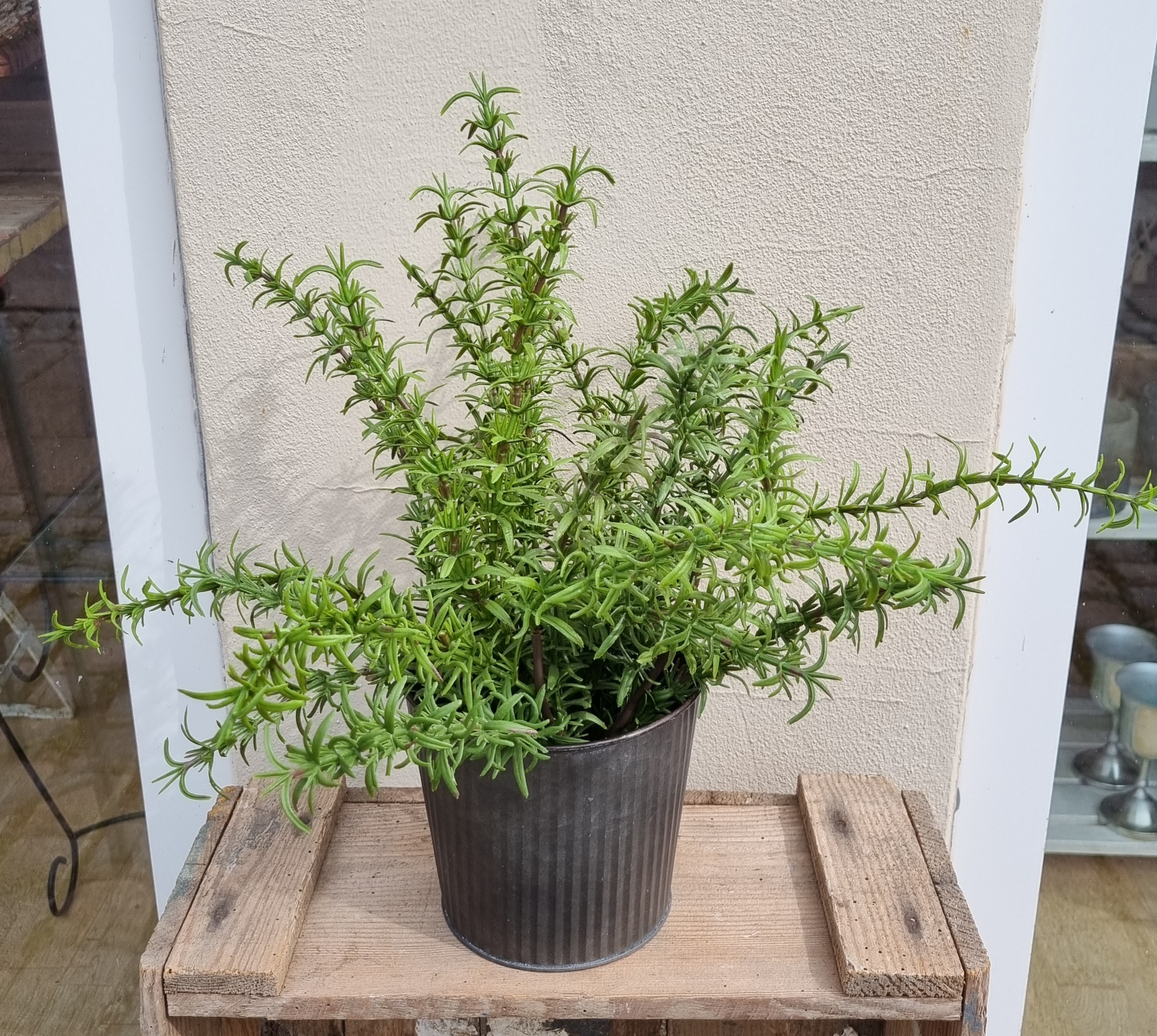 Krydderurt i potte - Rosmarin