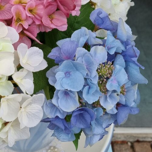 Hortensia lyseblå – stort flot blomster hoved