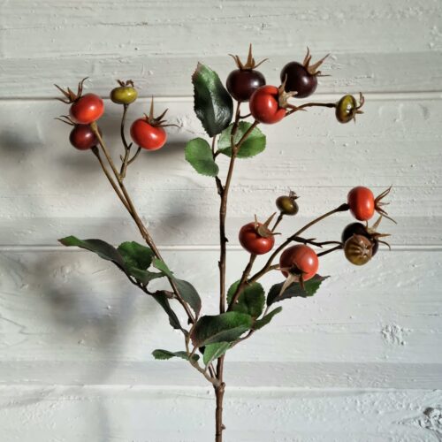 Flotte Hybenbær grene med smukke mørke bær