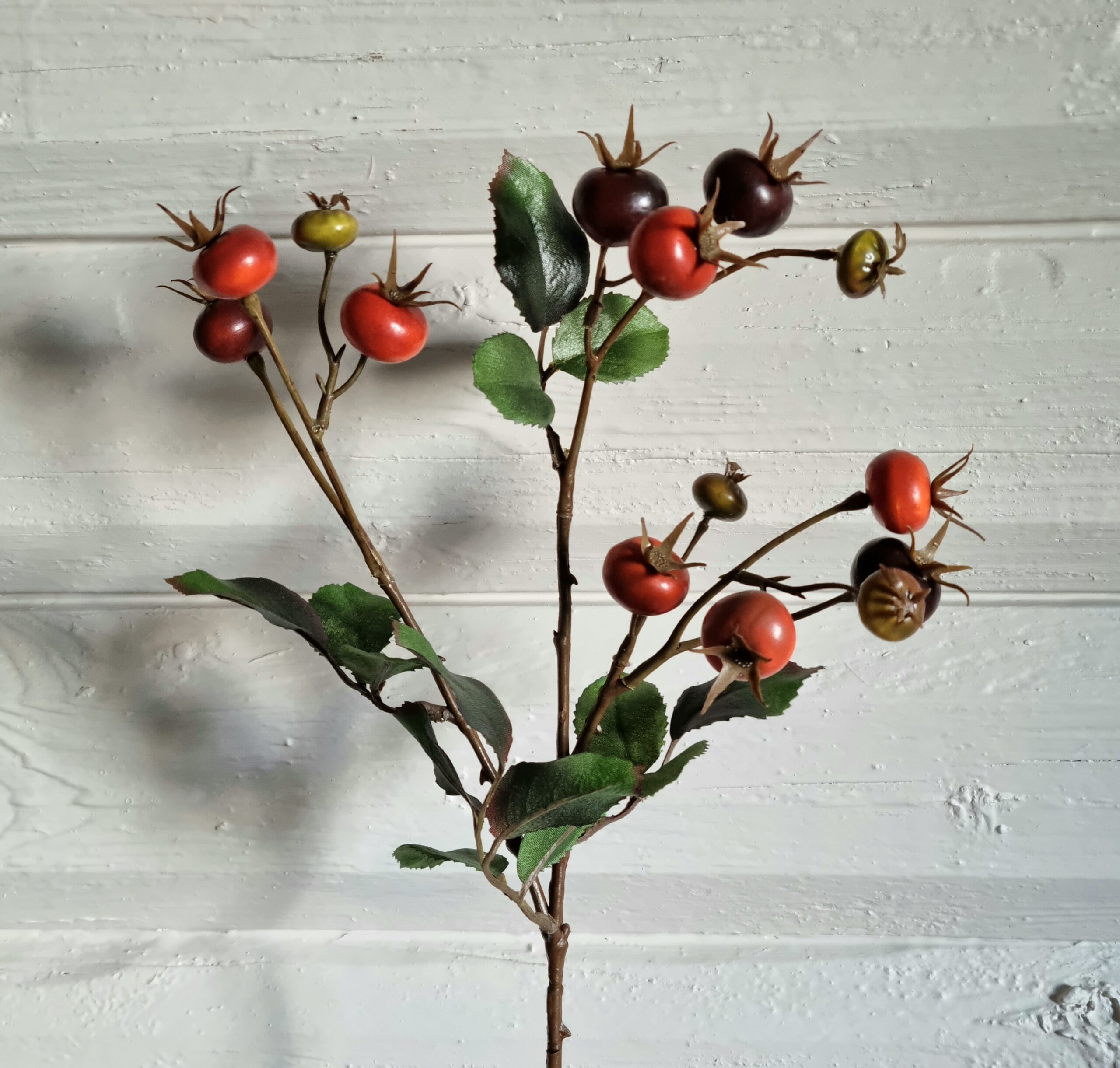 Flot Hybenbær gren med smukke nuancer