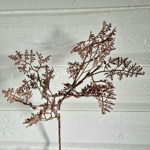 Limonium brun gren – flot rustik og fyldig