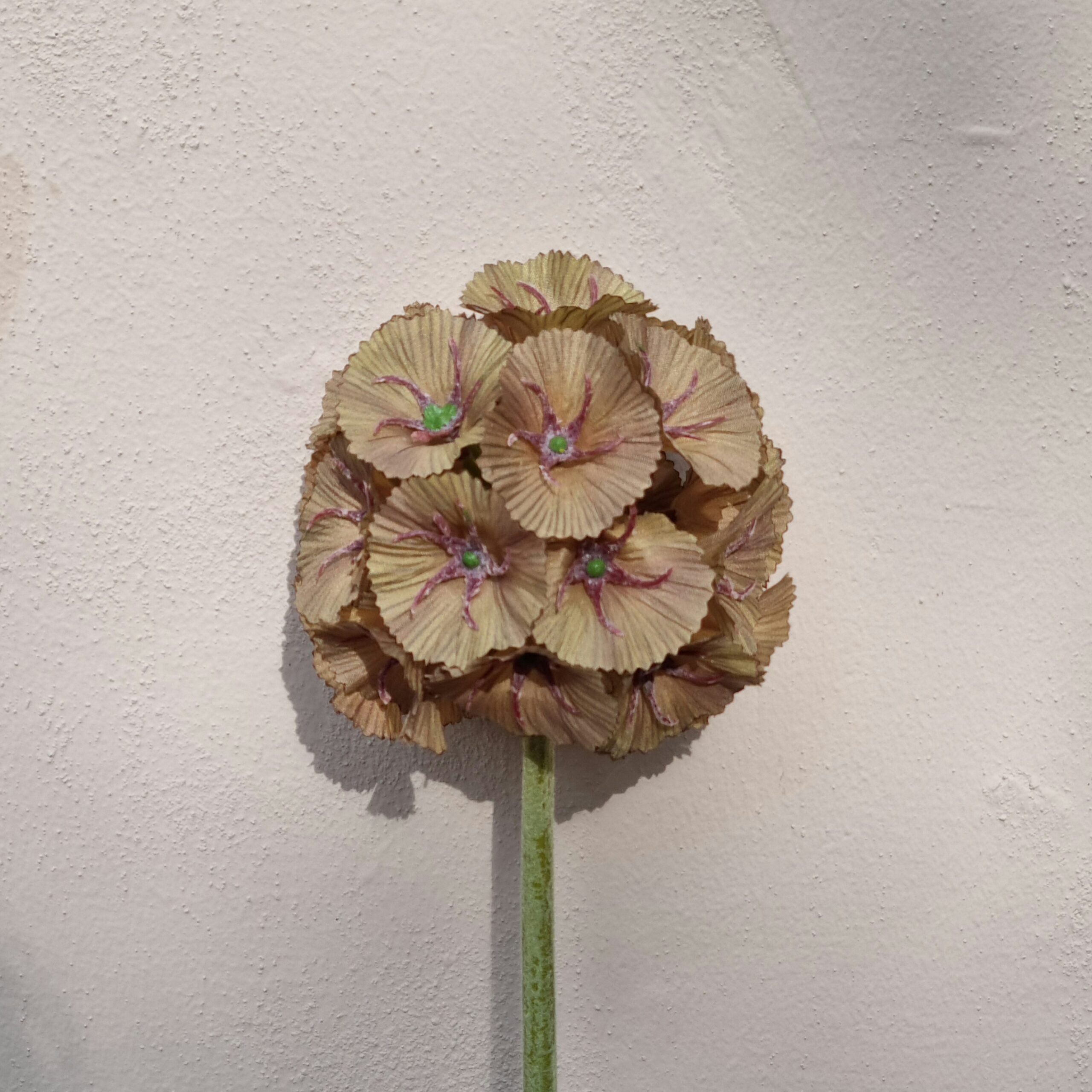 Skøn brun Scapiosa stilk