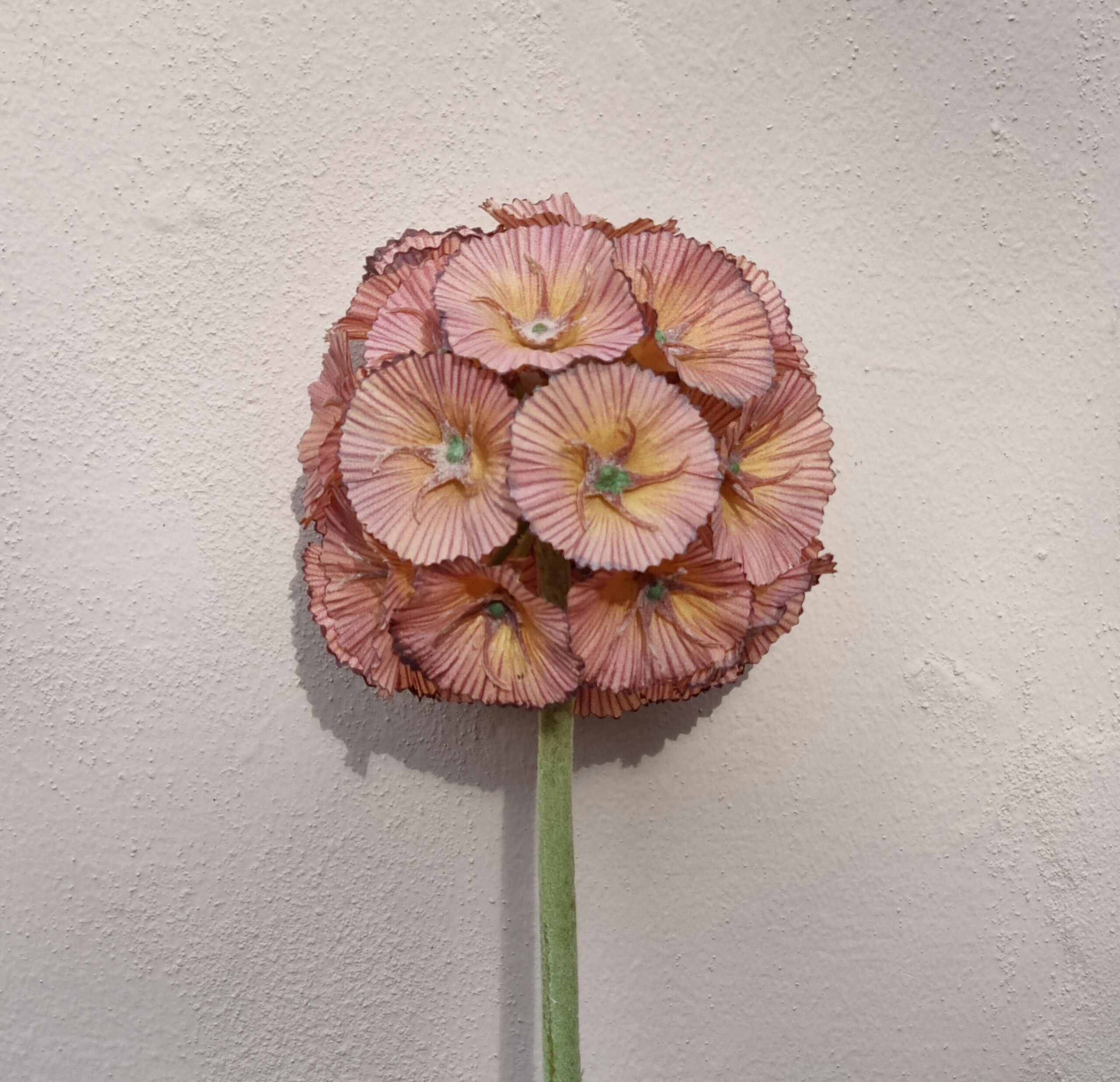 Skøn gammelrosa Scapiosa stilk med stort rundt blomster hoved