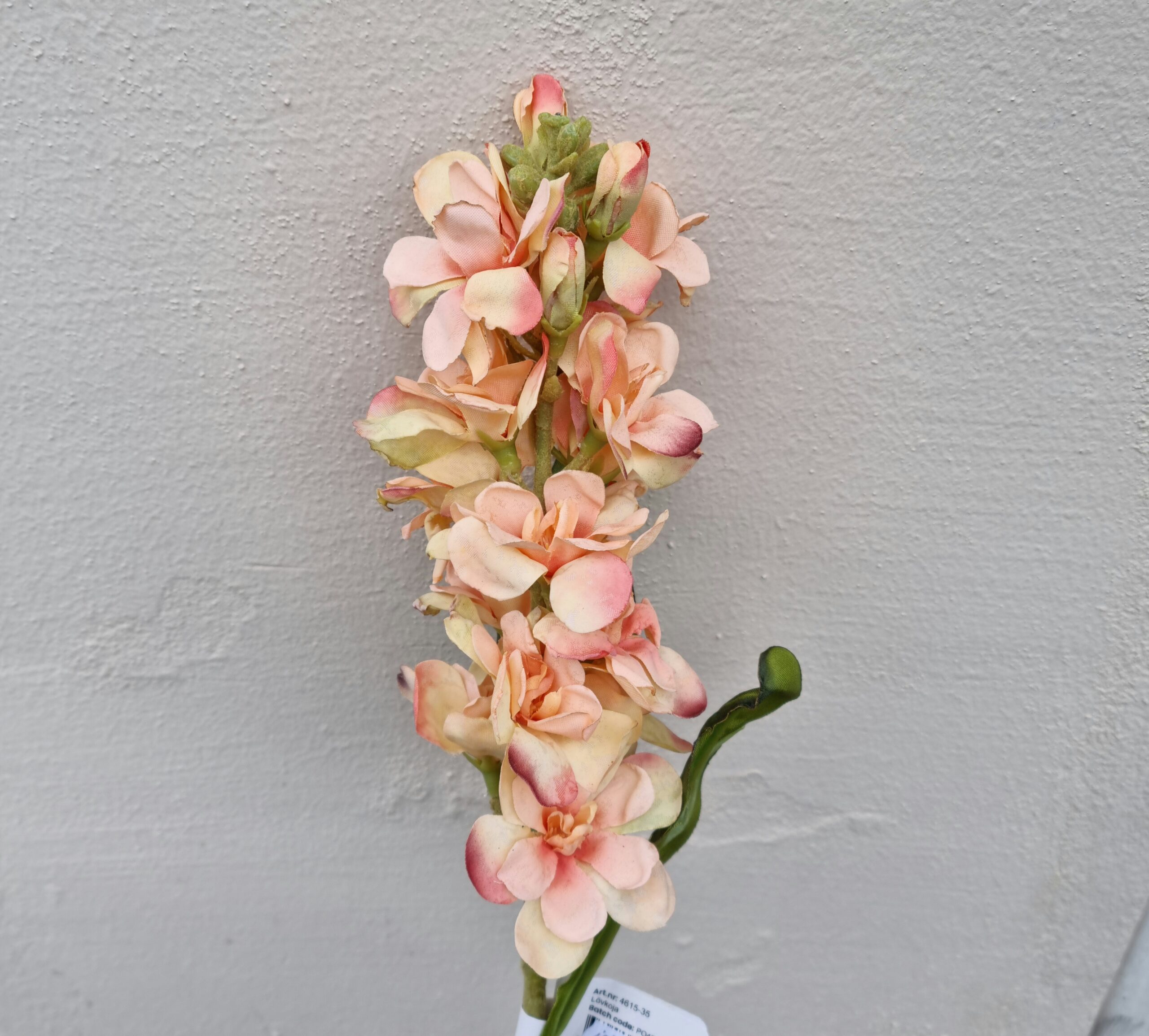 Flot Levkøj stilk - melon farvet med stort blomster hoved