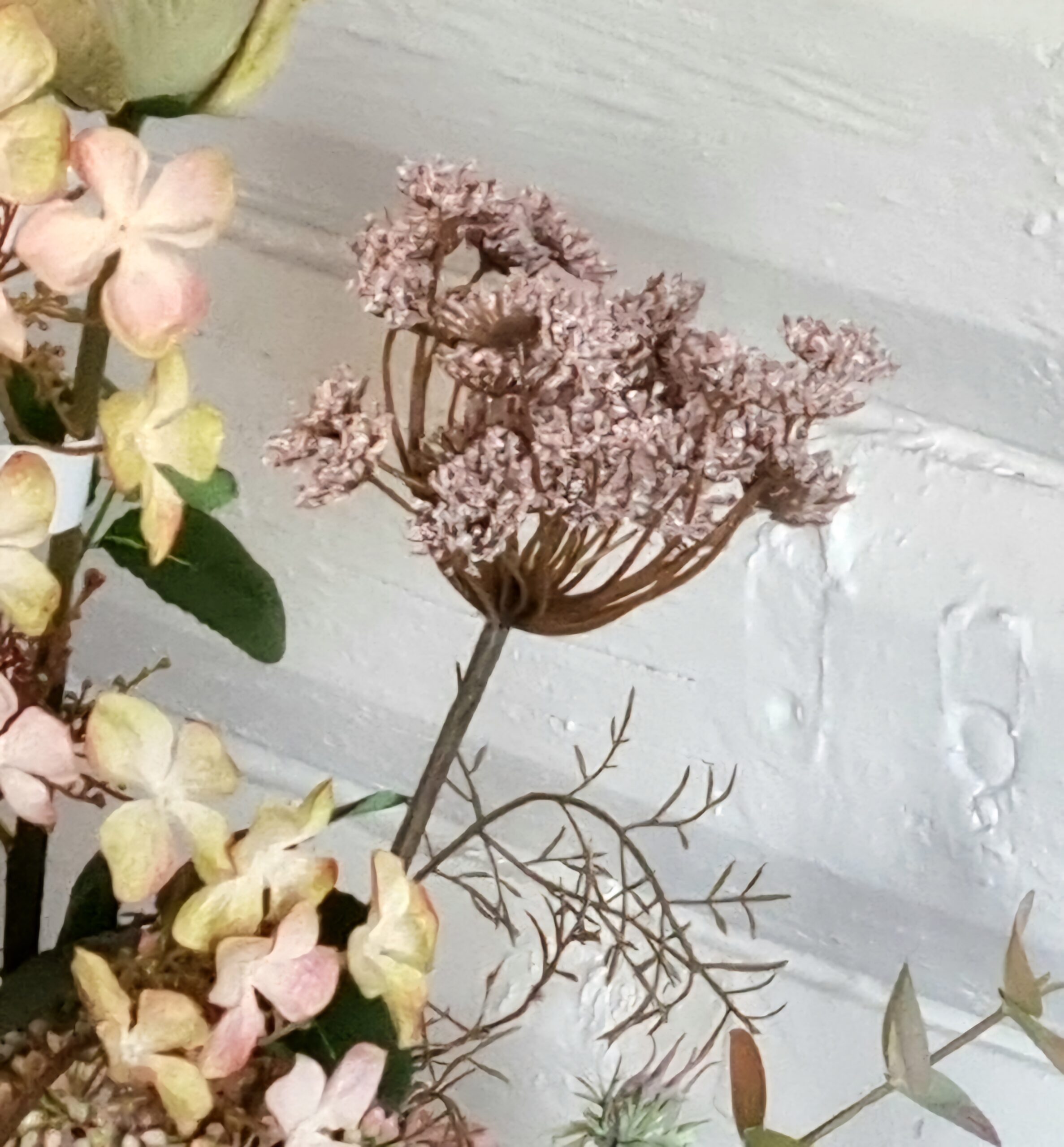 Vild gulerod gammelrosa stilk