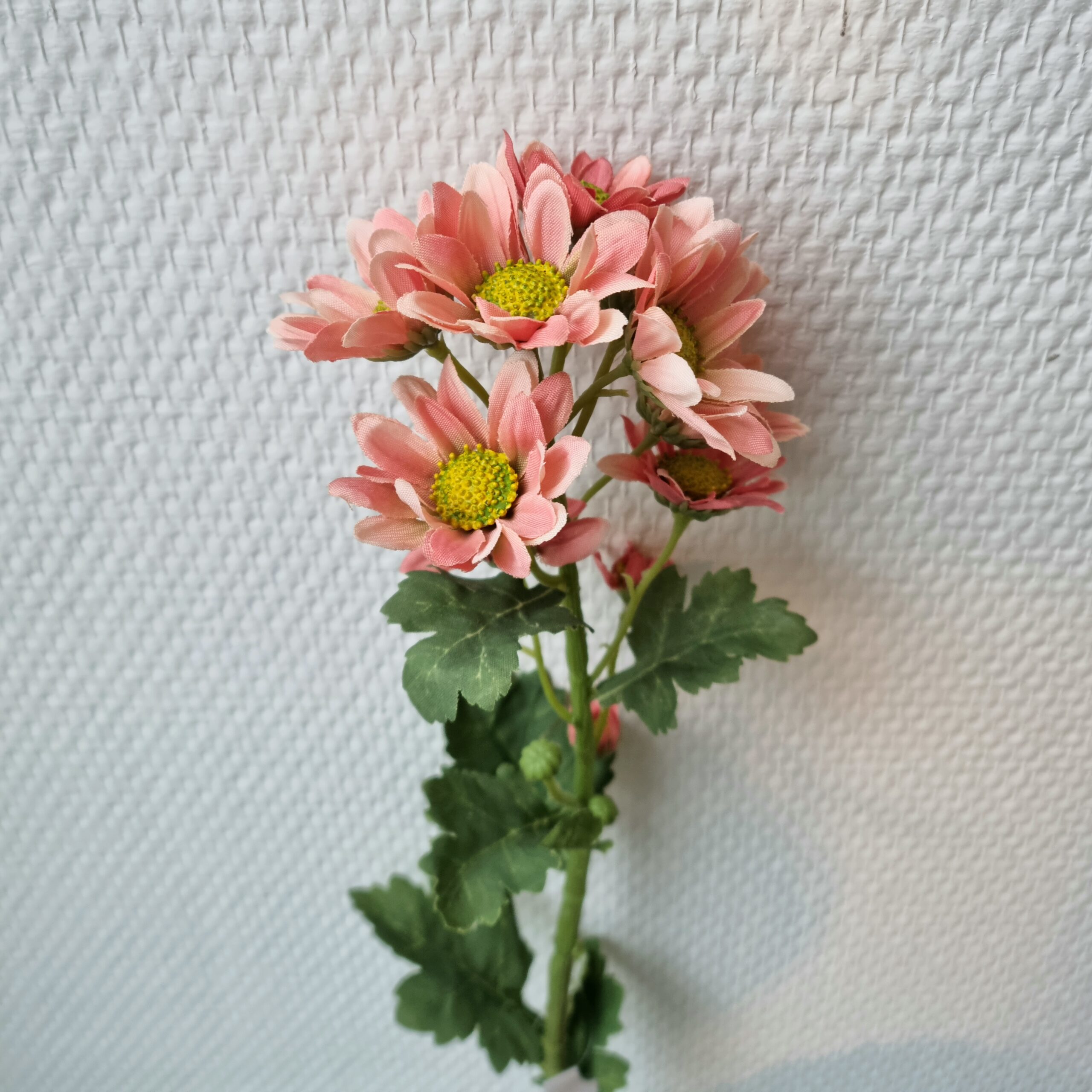 Krysantemum melon flergrenet blomst