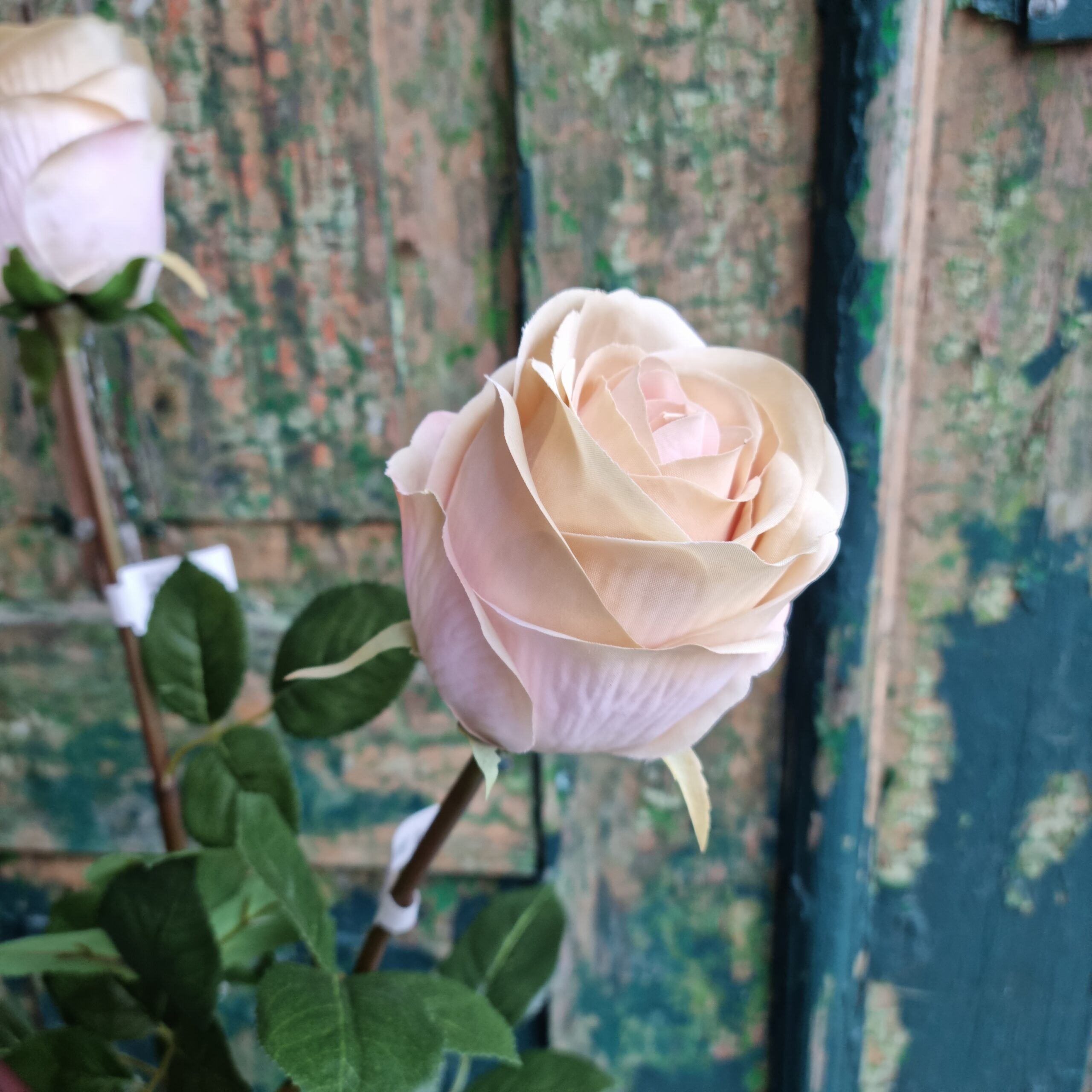 Smuk sart rosa / creme rose 75 cm