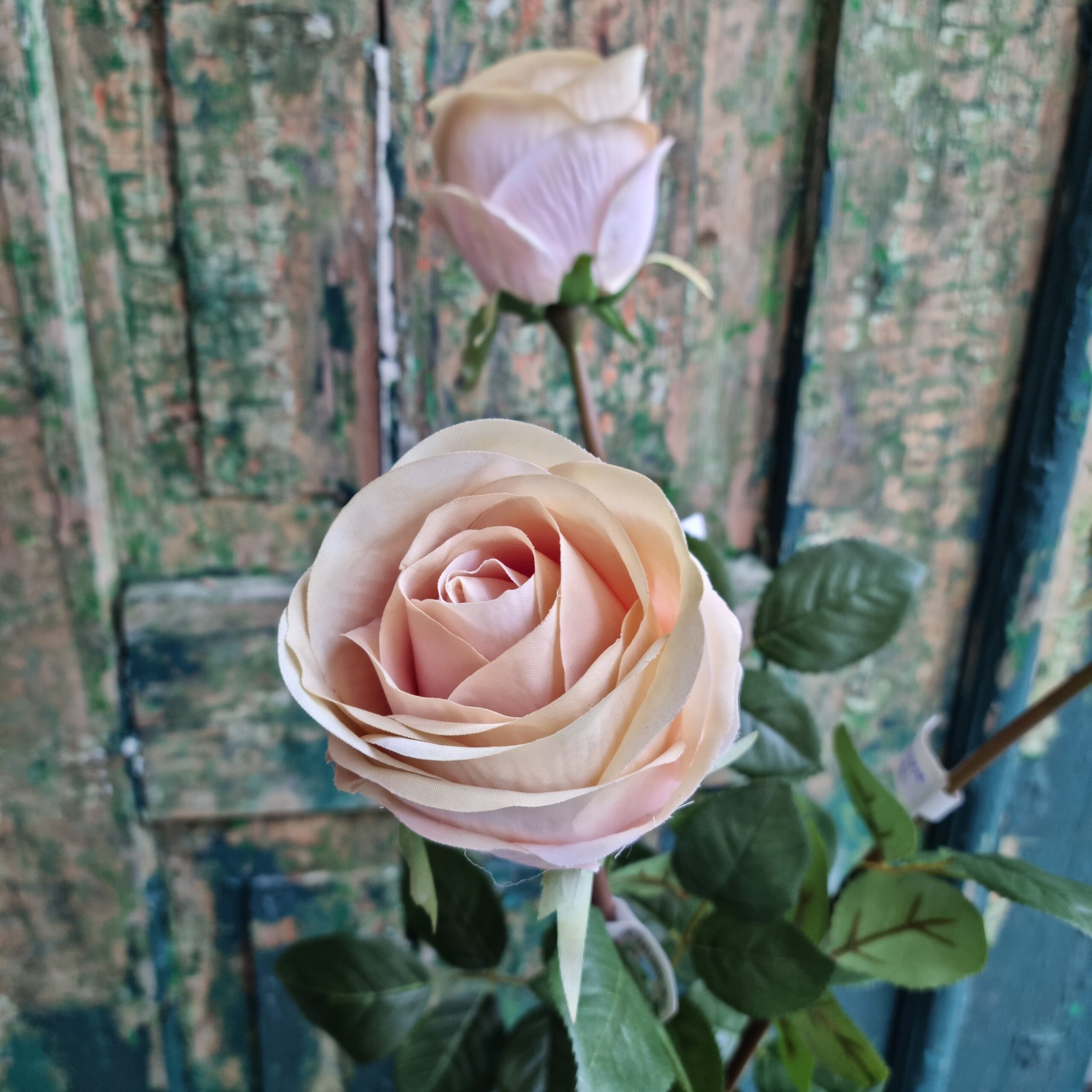 Smuk sart rosa / creme rose 75 cm