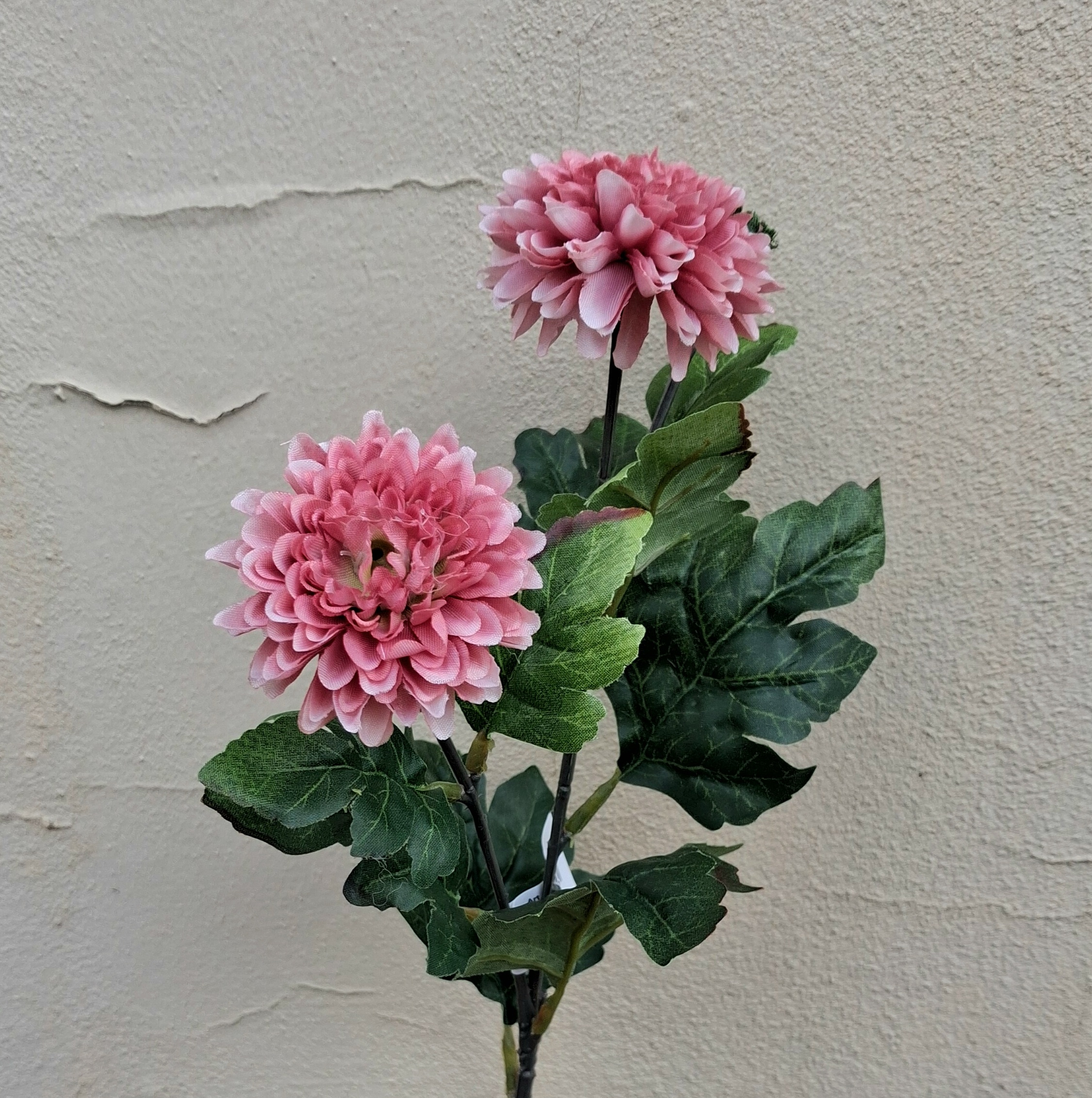 Krysantemum gammelrosa 2-grenet blomst