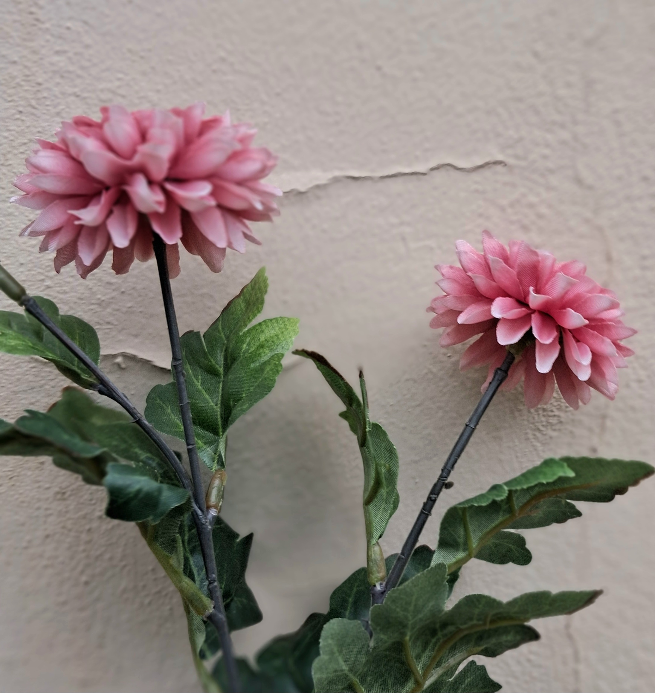 Krysantemum gammelrosa