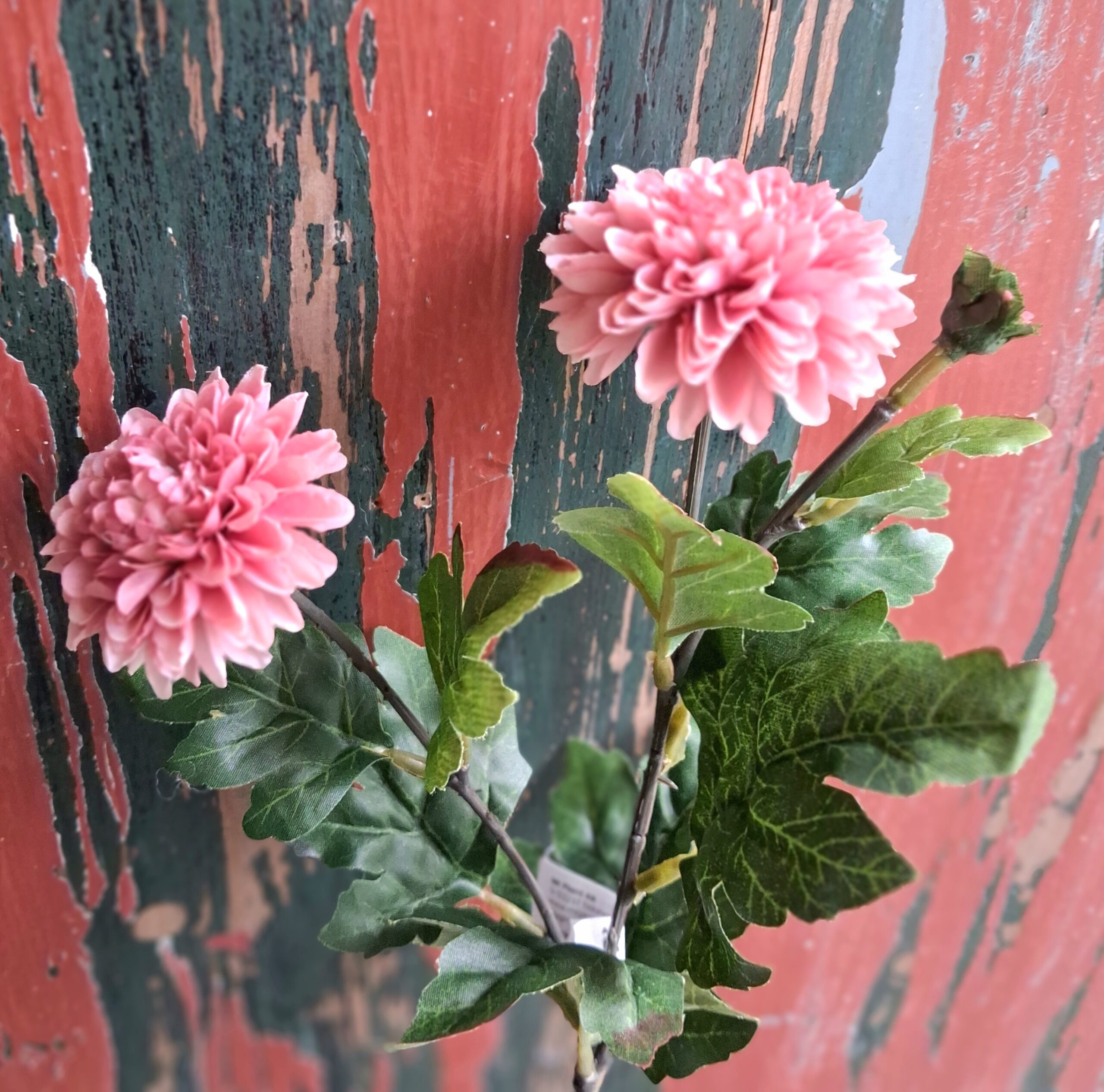 Krysantemum gammelrosa 2-grenet blomst