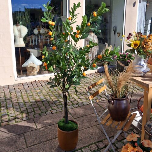 Flot stort mandarintræ med lækre frugter