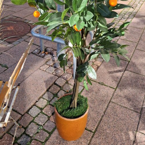 Flot stort mandarintræ med lækre orange frugter