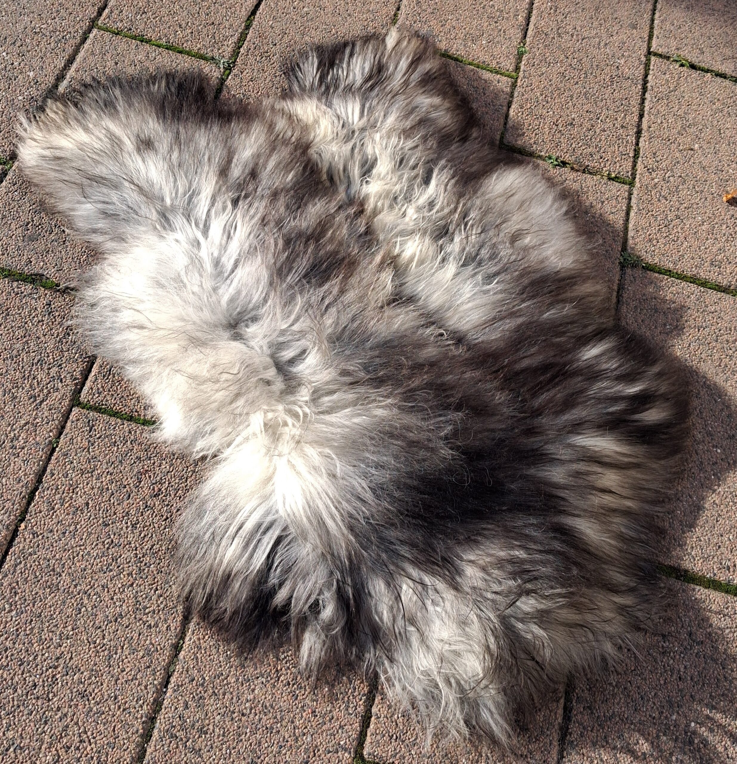 Meleret langhåret lammeskind - flot stort