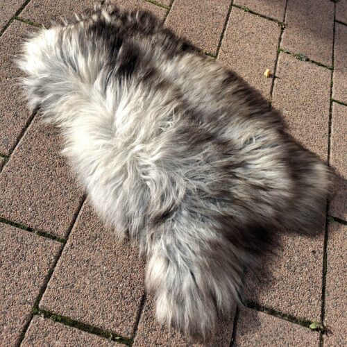 Meleret langhåret lammeskind – lækkert stort