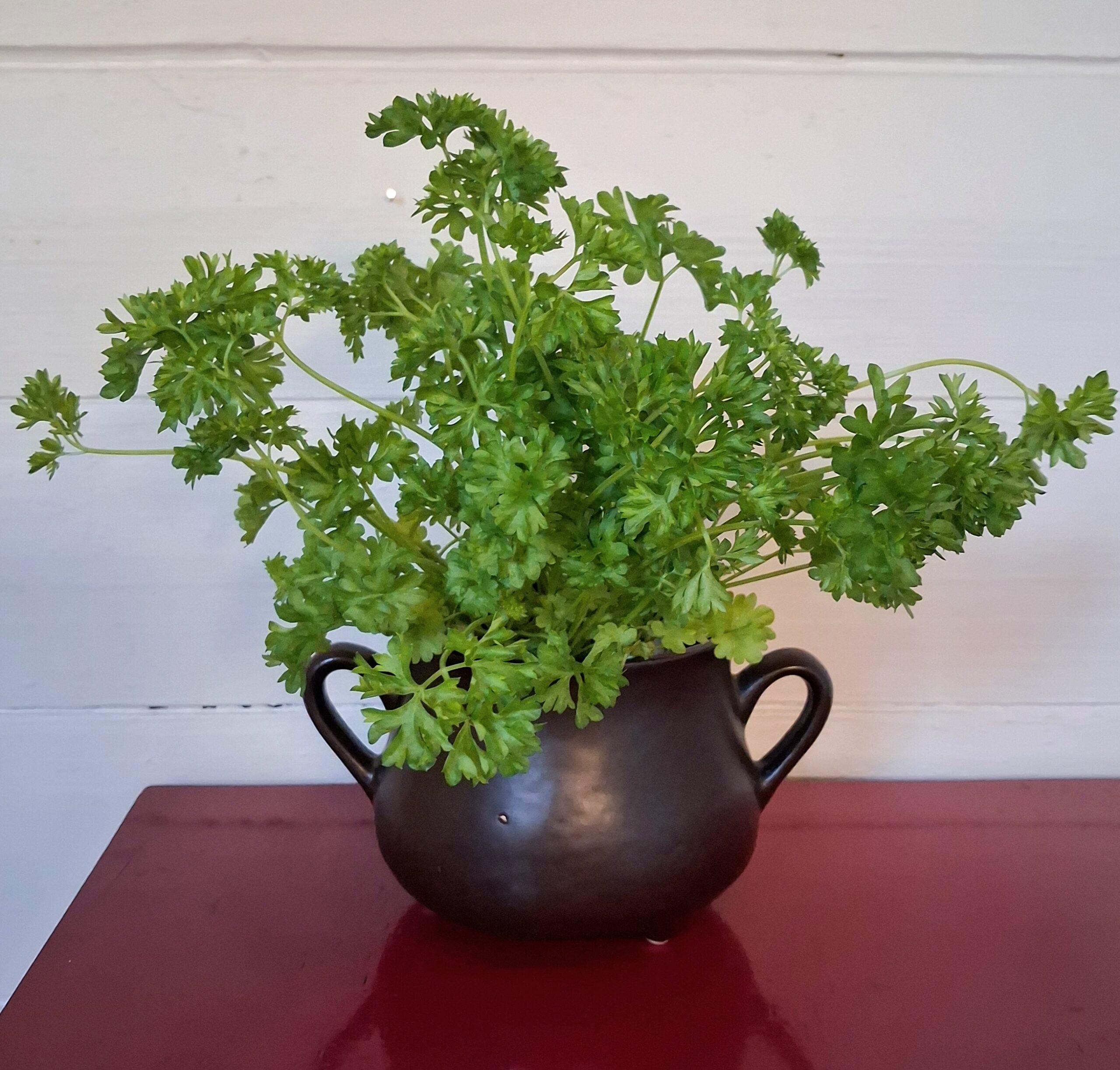 Jydepotte på små ben med ører