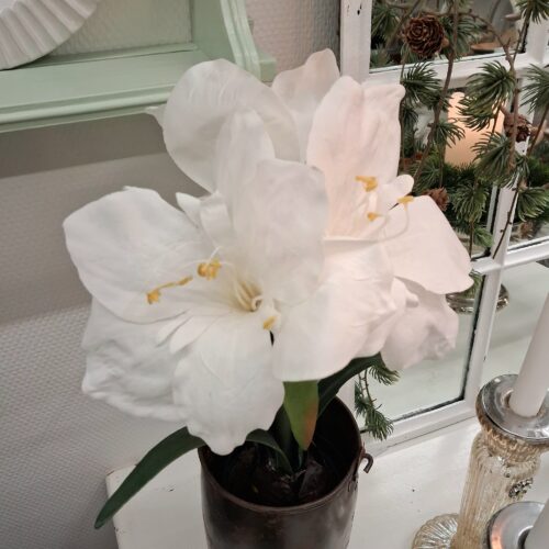 Flot hvid Amaryllis i potte med stort blomster hoved