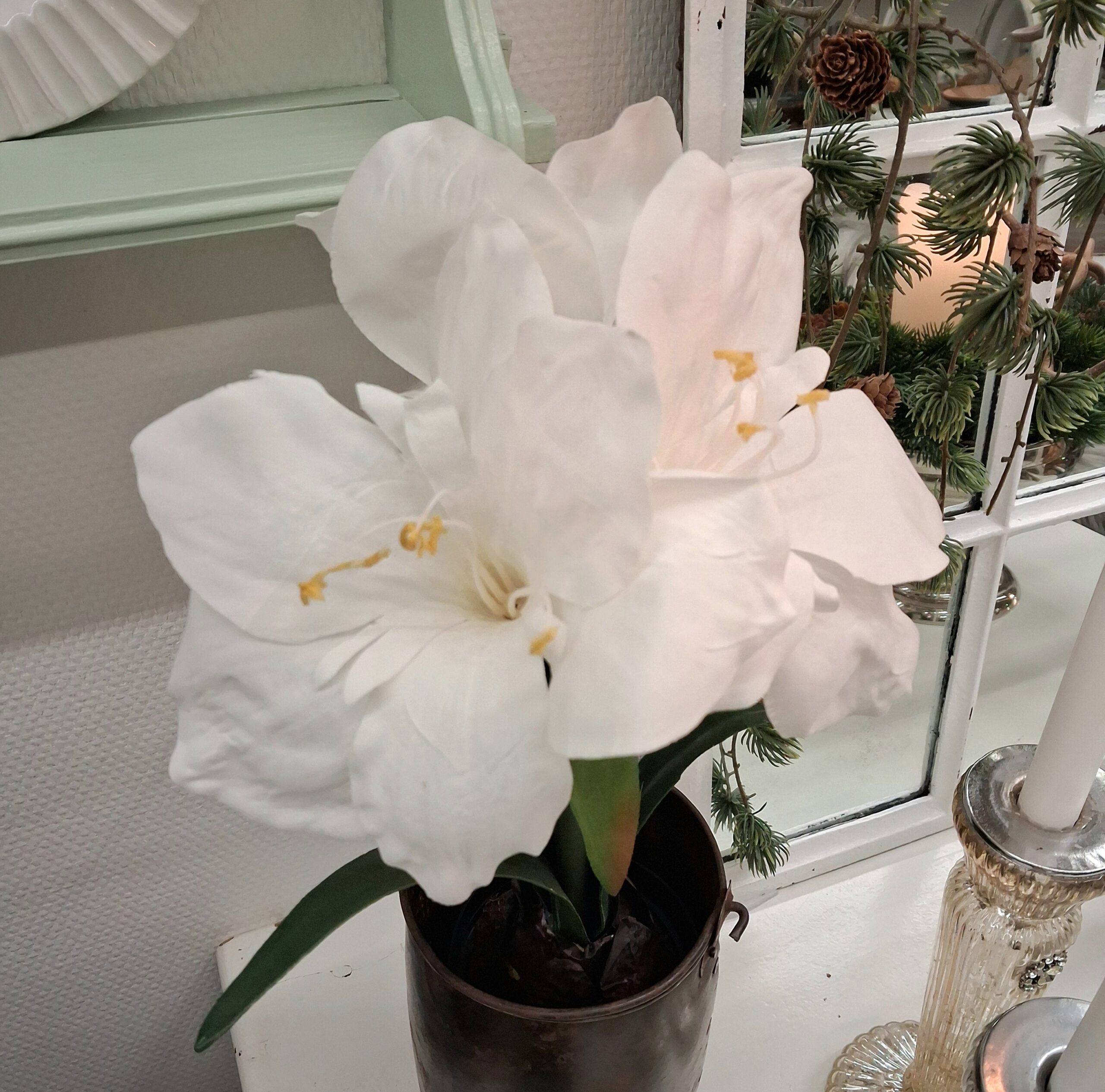 Flot hvid Amaryllis i potte med stort fyldigt blomster hoved