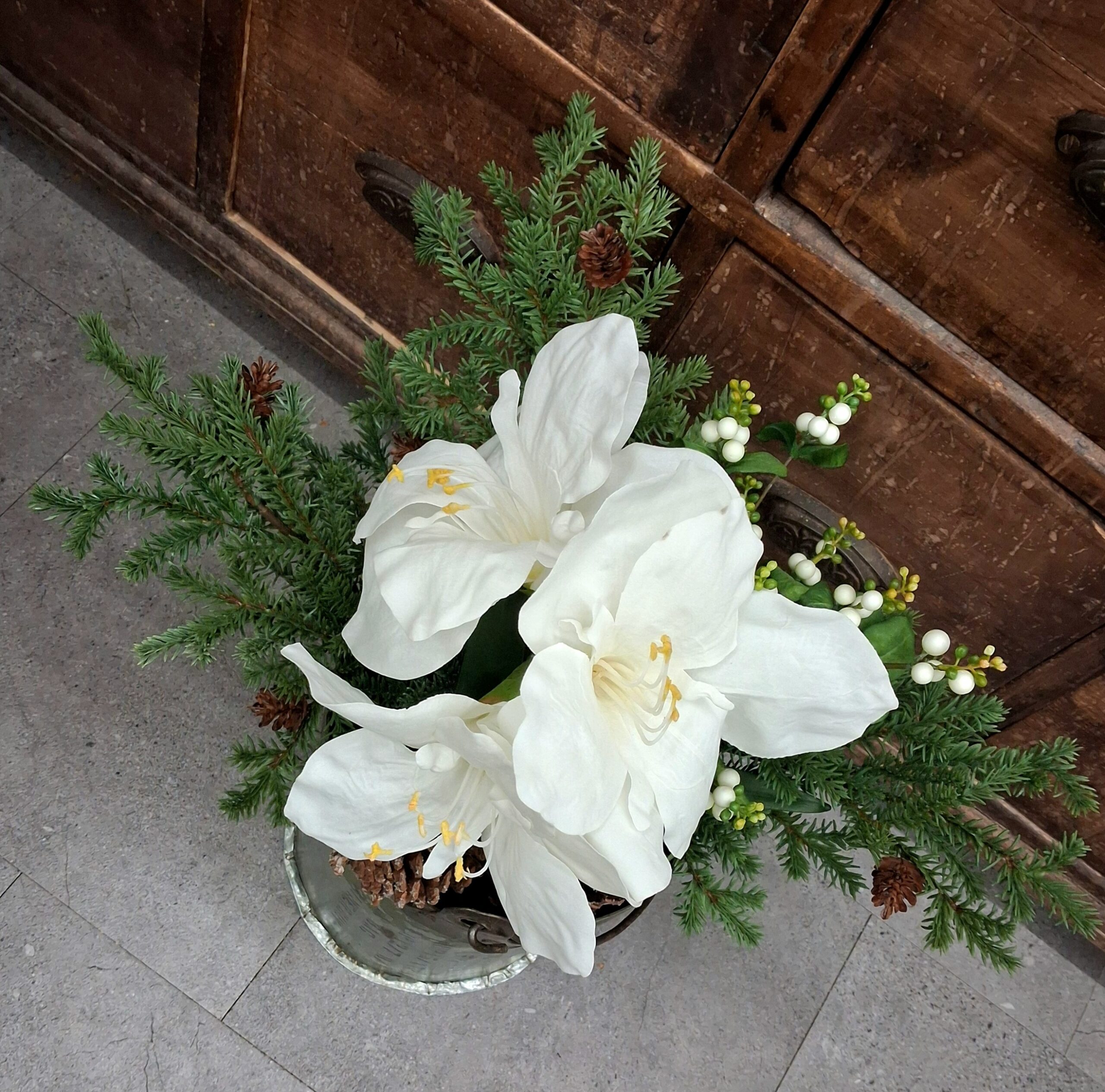 Flot hvid Amaryllis i potte