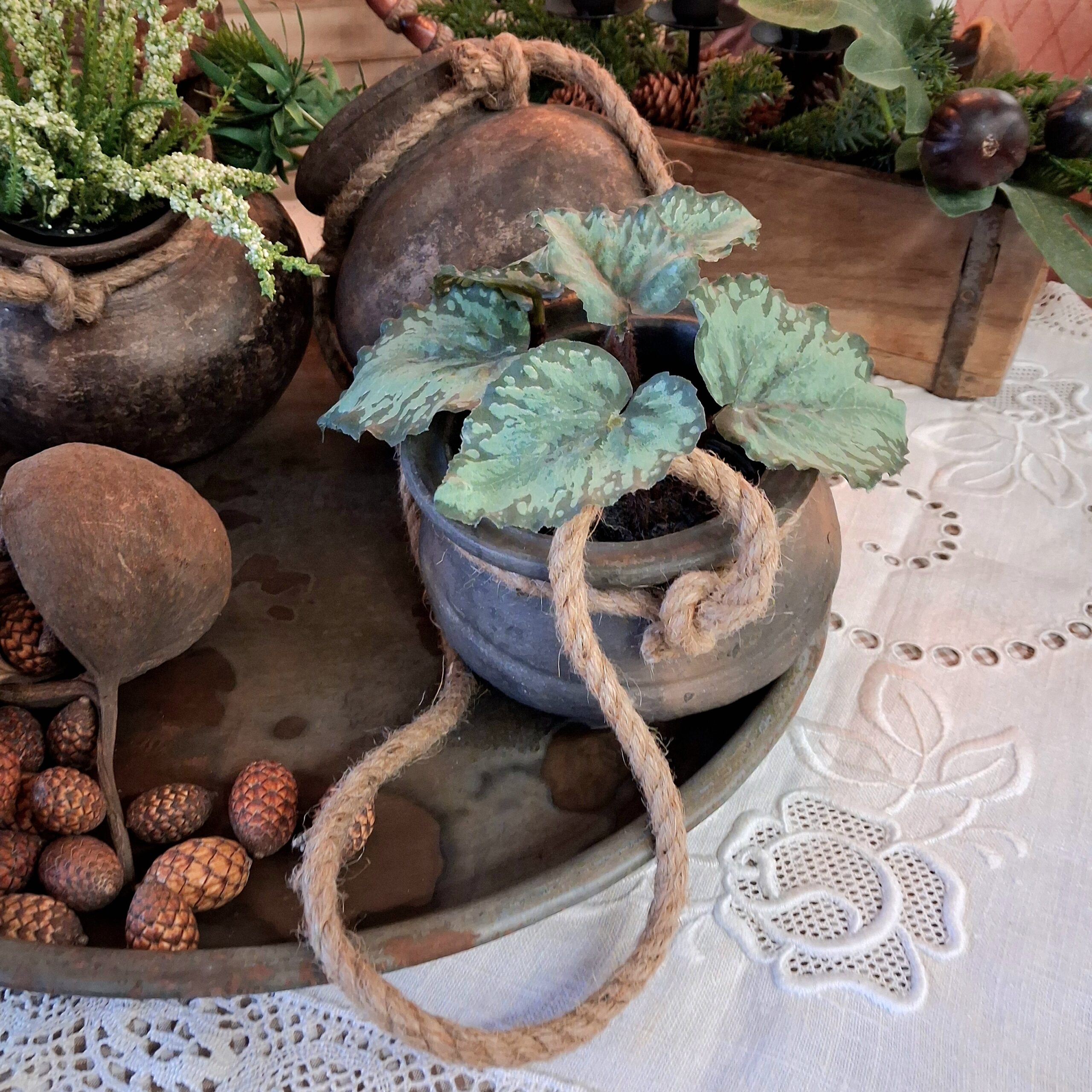 Rustik lerpotte med reb og en fin Rexbegonia