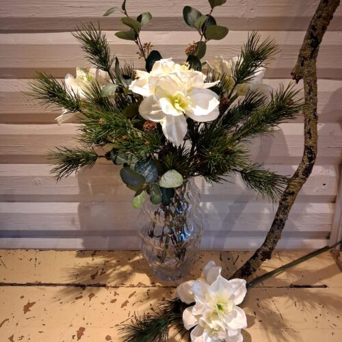 Flot hvid Amaryllis stilk med stort fyldigt blomsterhoved