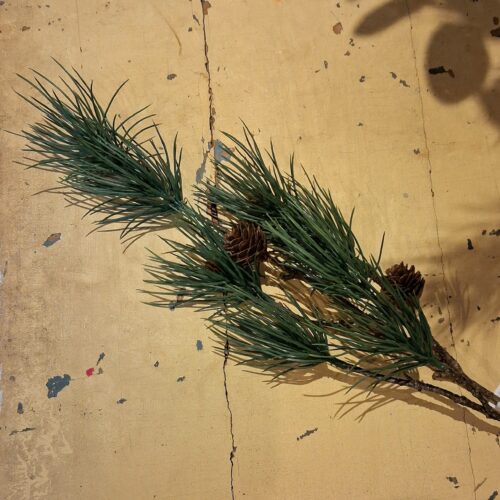 Flot fyrgren med kogler og nåle i mørk grøn farve