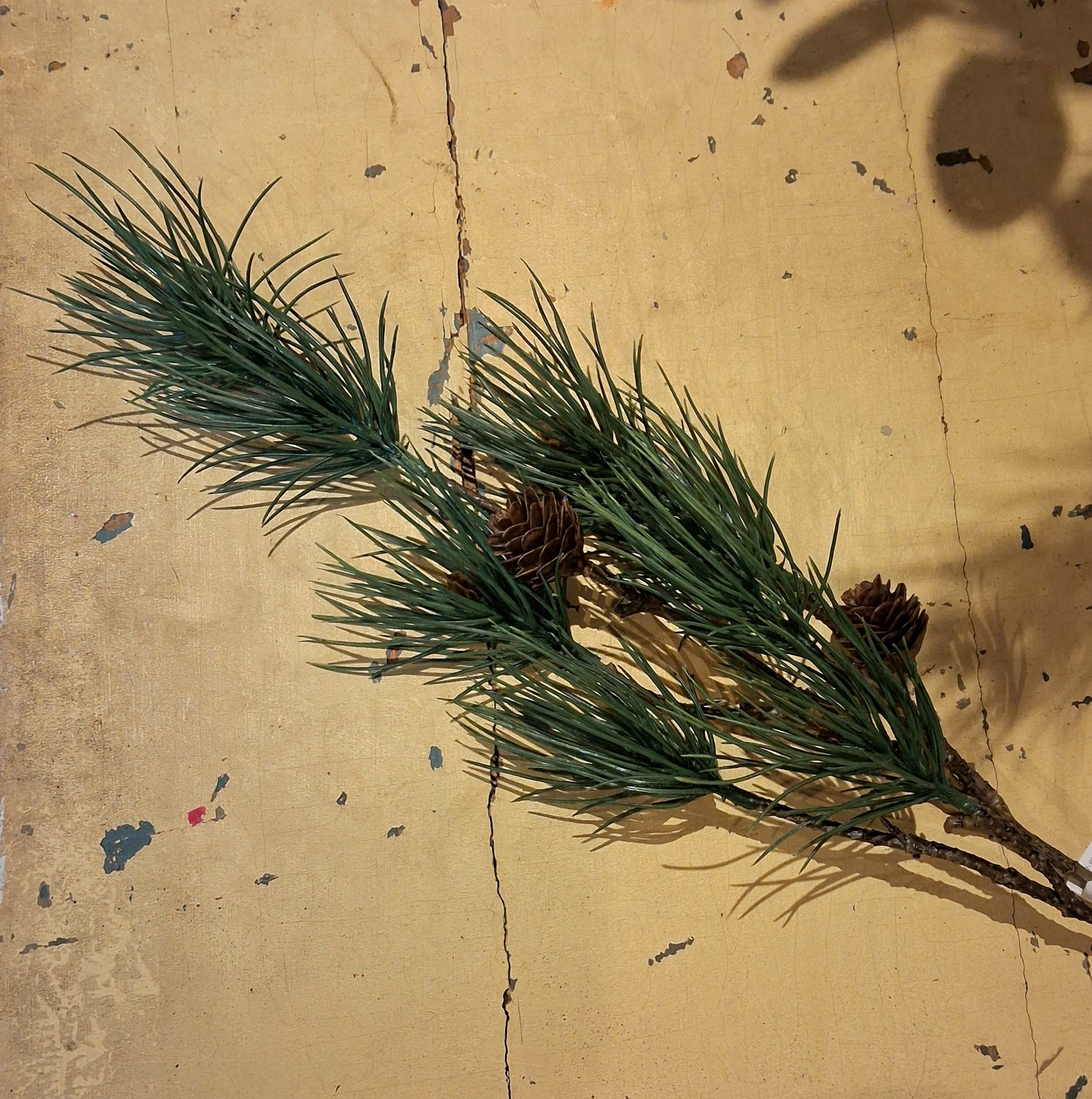 Flot fyrgren med kogler og nåle i mørk grøn farve - Billede 2