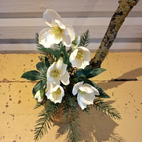 Smuk hvid Vinterrose – flot flergrenet og fyldig