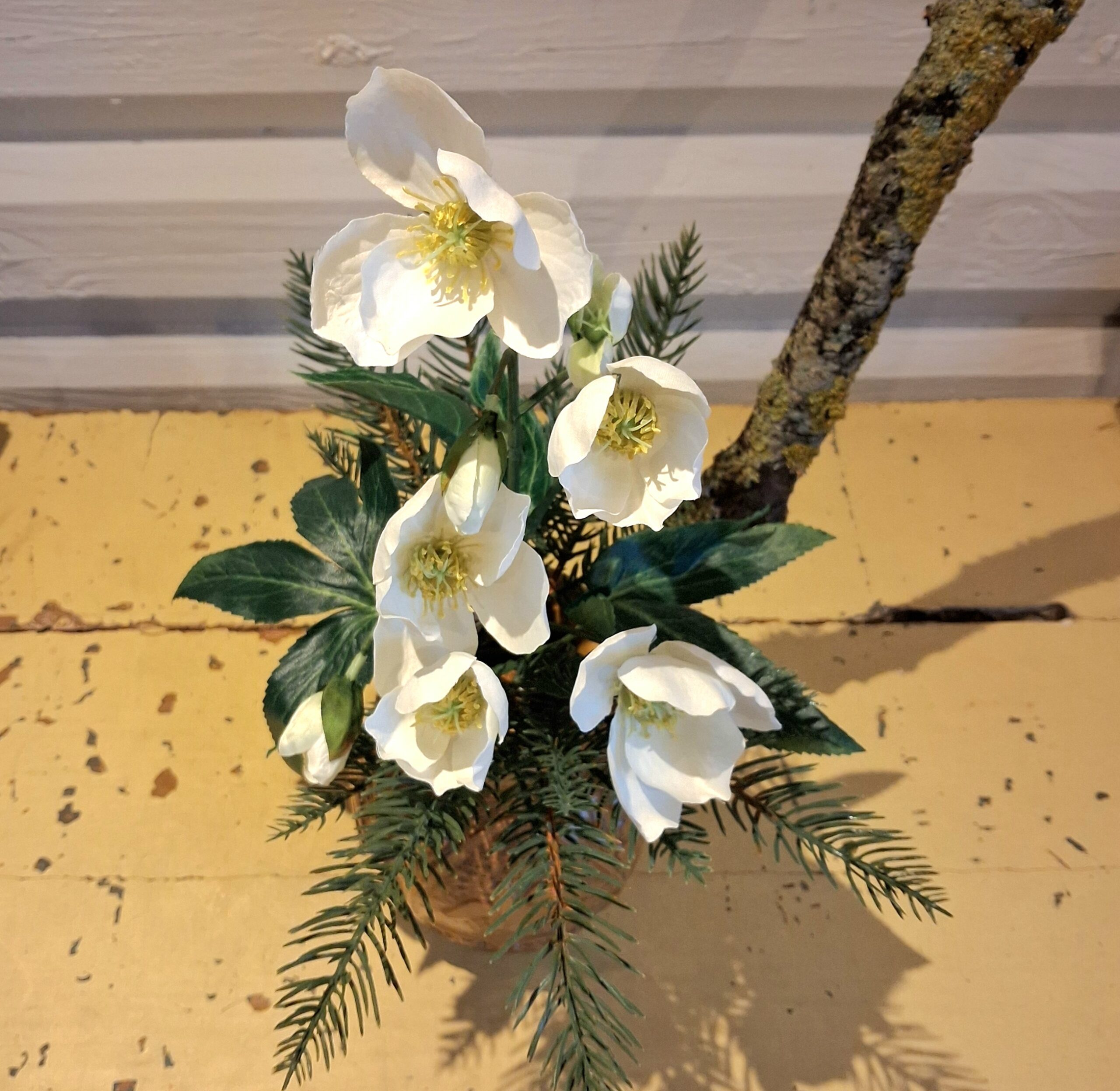 Smuk hvid Vinterrose - flot flergrenet og fyldig - Billede 2