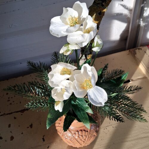 Smuk hvid Vinterrose – flot flergrenet og fyldig