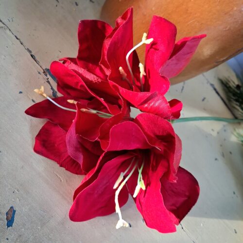 Flot rød Amaryllis stilk med stort fyldigt blomsterhoved