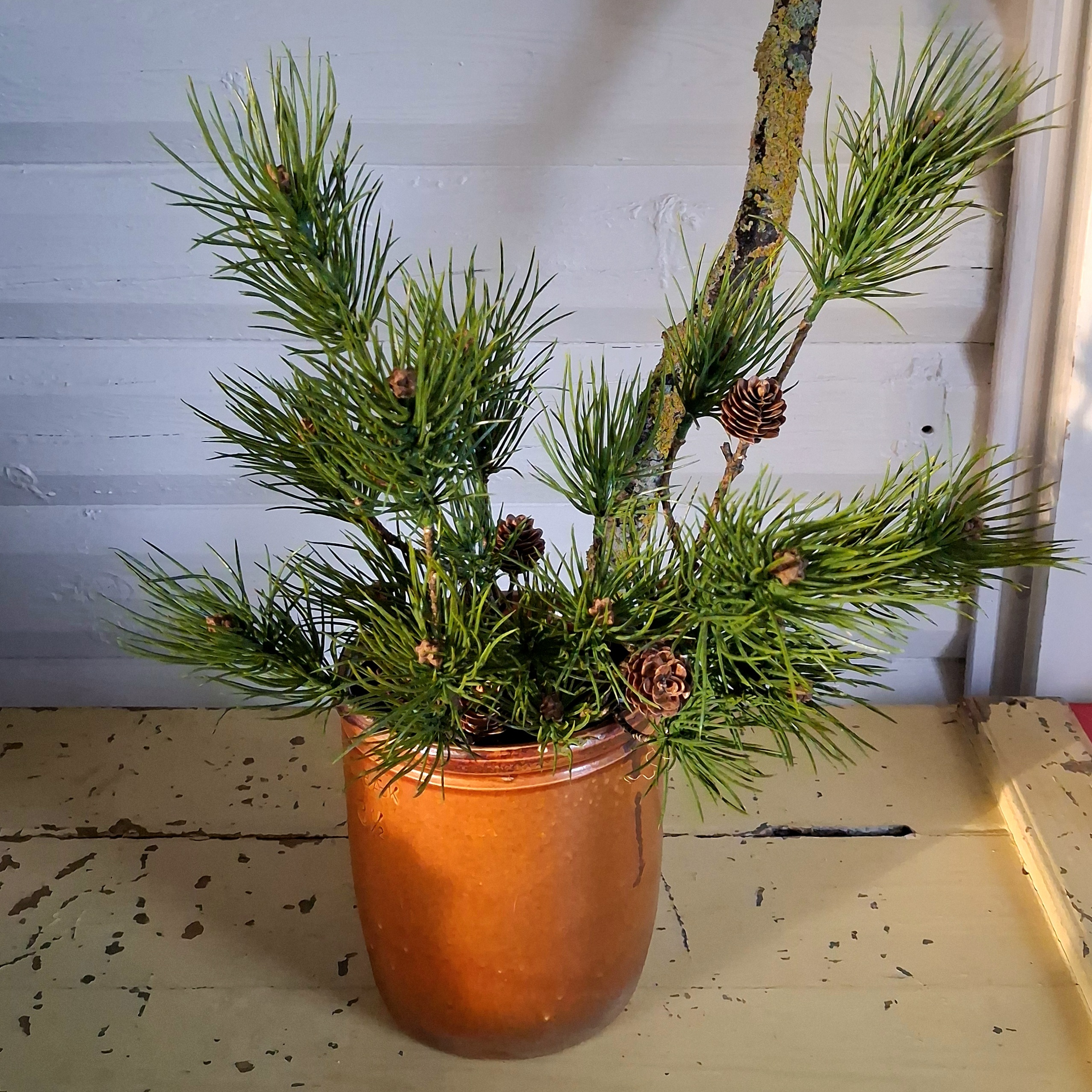 Flot fyrgren med kogler og mørke grønne nåle