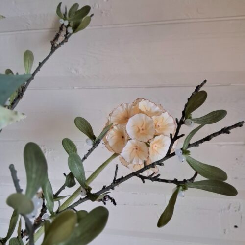 Skøn råhvid Scapiosa stilk med stort rundt blomster hoved