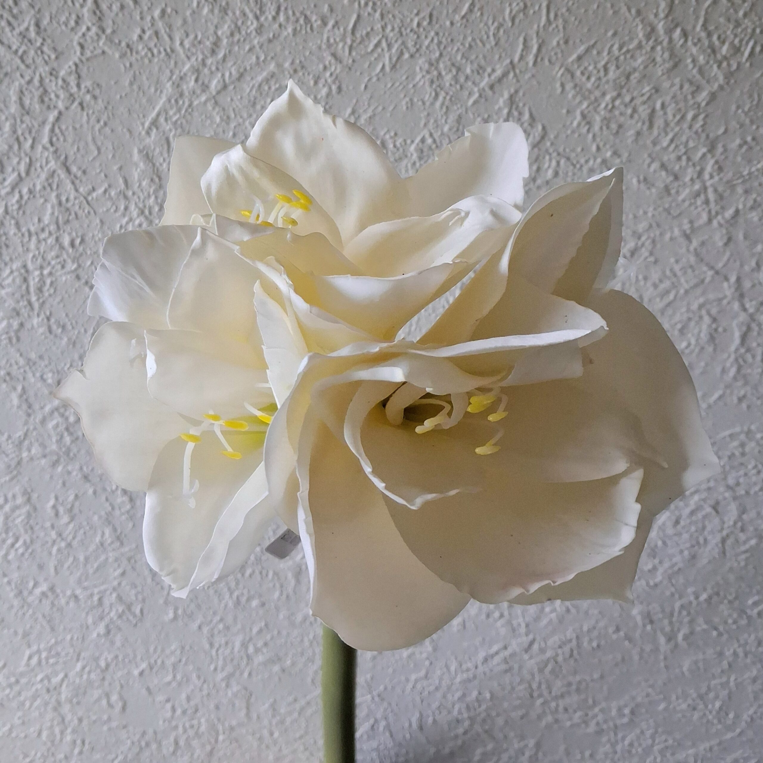 Smuk hvid Amaryllis Real Touch